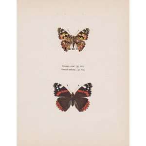   Of Vanessa Cardui & Vanessa Atalanta (Butterfly) 