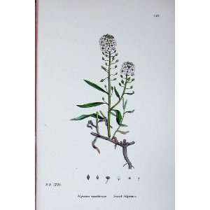  Botany Plants C1902 Sweet Alyssum Maritimum Colour