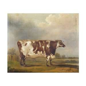  Wildair an Eight Year Old Heifer in a River Landscape 