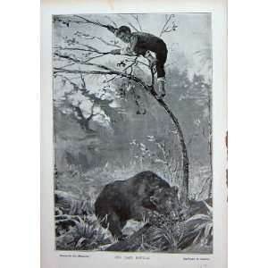   C1916 Barton Print Young Boy Tree Climbing Wild Bear