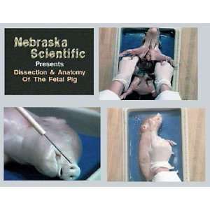 Nasco   Dissection and Anatomy of the Fetal Pig DVD  