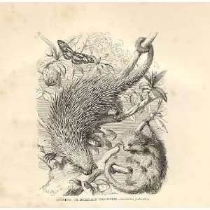    Coendoo Or Brazilian Porcupine 1862 Engraving