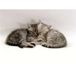  Domestic Cat, Two 7 Week Sleeping Silver Tabby Kittens 