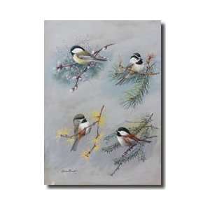  Several Species Of Chickadee Giclee Print