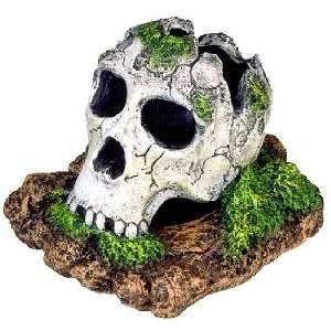  Exotic Environments Broken Skull