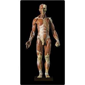 Medical Quality Anatomical Muscle Model   Muscles of the Human Body 