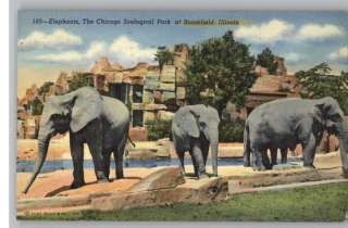 Linen Postcard ElephantsChicago Zoo Brookfield,IL  