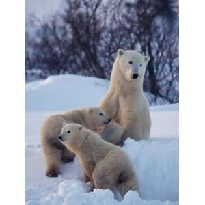  A Polar Bear Sits in the Snow with Her Two Young Cubs 