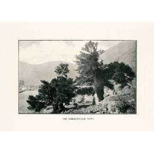 1902 Print Borrowdale Yews Landscape Tree England Lake 