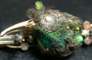 Rare Antique Victorian 8K Gold Mounted Taxidermy Pearl Eye Hummingbird 