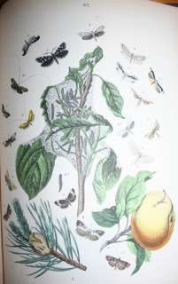 1882~European Butterflies & Moths~61 Plates~Lithographs 