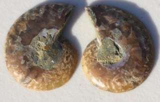 NICE Opalized Extinct Shell Sliced Polished AMMONITE Fossil Calcite 