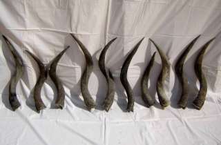 10 Wholesale Kudu horns to make shofars # KF 114  