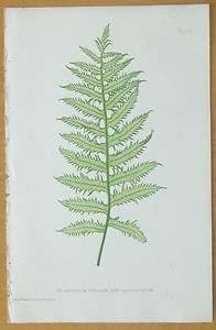 BRADBURY Nature Printed Fern   1863  