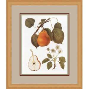  Pear by Giorgio Gallesio   Framed Artwork