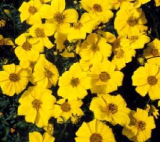 Bidens Gold Coins Seeds  