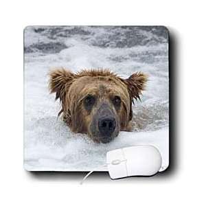  VWPics Bears   Brown (Grizzly) Bear in white water at the 