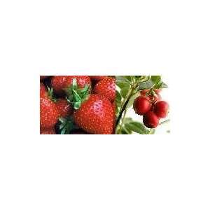  Wild Red Strawberry & Cranberry Seed Pack Duo Patio, Lawn 