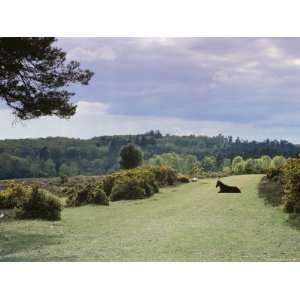  Bradley View, New Forest, Hampshire, England, United 