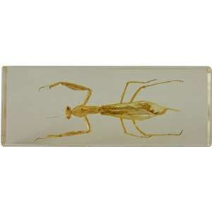  Amber / Clear Acrylic Insect Paperweight 