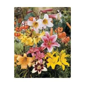  Lily   All Summer Mix Fall Flower Bulb   Pack of Ten 