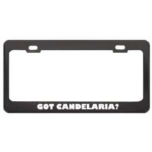  Got Candelaria? Girl Name Black Metal License Plate Frame 