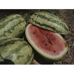  Close View of Ripe Watermelons, One Split in Half to Show 