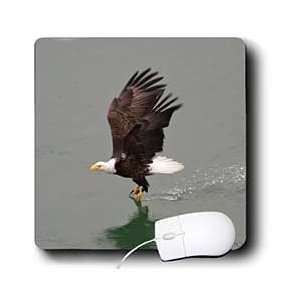  VWPics Animals   Bald Eagle takes off after catching a fish 