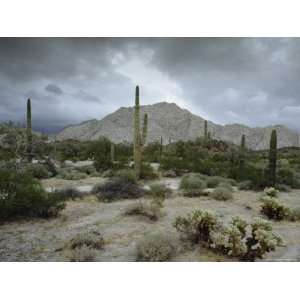 Saguaros Cacti Rise from the Sonoran Desert, Arizona Mexico Border 