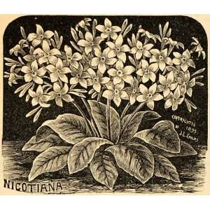  1893 Print Nicotiana Affinis Tobacco Plant J. L. Childs 