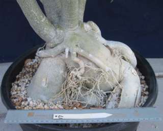 Care tips for our caudiciform plants can be found at fat plants.