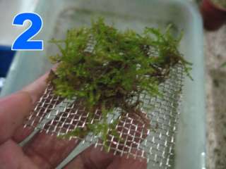 plant Wire Mesh x7   Pellia Fissidens moss Plagiomnium  