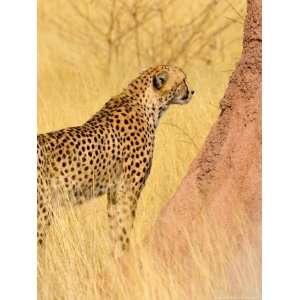  Cheetah and Termite Mound at Africat Project, Namibia 