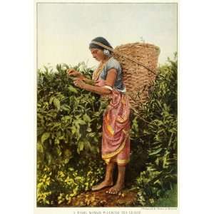  1921 Print Tamil India Woman Tea Leaves Harvest Crops 