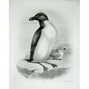  1908 The Razorbill Alca Torda Male Chick Bird Plate
