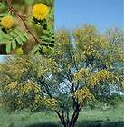 Sweet Acacia Tree Seeds Fast Growing Fragrant Yellow Flower Drought 