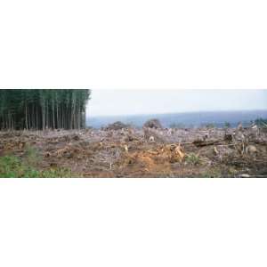  Trees Felled on a Hillside, Clallam County, Washington 