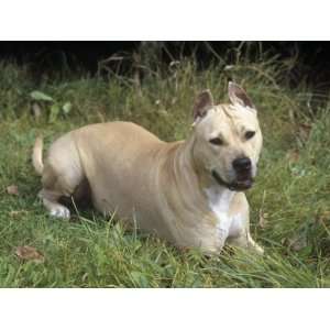  American Staffordshire Terrier Breed of Domestic Dog 