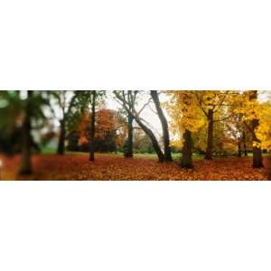  Fallen Leaves in a Park, Volunteer Park, Capitol Hill 