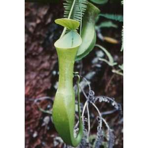  Nepenthes reinwardtiana