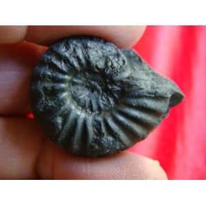  S8310 Black Ammonite Fossil Double Sided Healing 