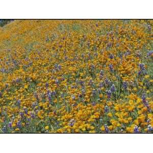  Poppies and Lupine Flowers Blanket a Santa Barbara Field 