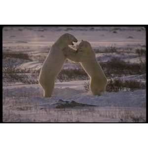  12X16 inch 1 of Top Predators Animal Canvas Art Polar bear 