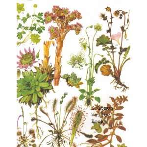   12 Wild Flowers Colour Plate by Barbara Everard.