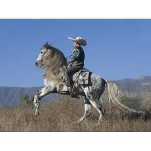 Horseman in Traditional Dress Riding Grey Andalusian Stallion, Ojai 