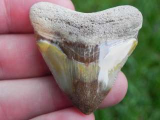 Polished Bone Valley Megalodon Tooth FOUND IN FLORIDA  
