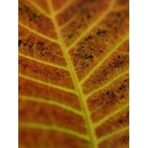  Close Up of a Colorful Smoke Bush, Cotinus Coggygria, Leaf 