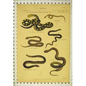  Reptiles Snakes C1850 Sea Common Viper Rattle Jaranicus 