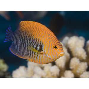 Potters Angelfish (Centropyge Potteri) are Endemic to Hawaii, USA 