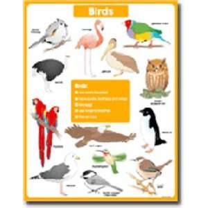  CARSON DELLOSA CHART VERTEBRATES BIRDS
